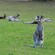 An Australian kangaroo with a joey peeking out of its pouch